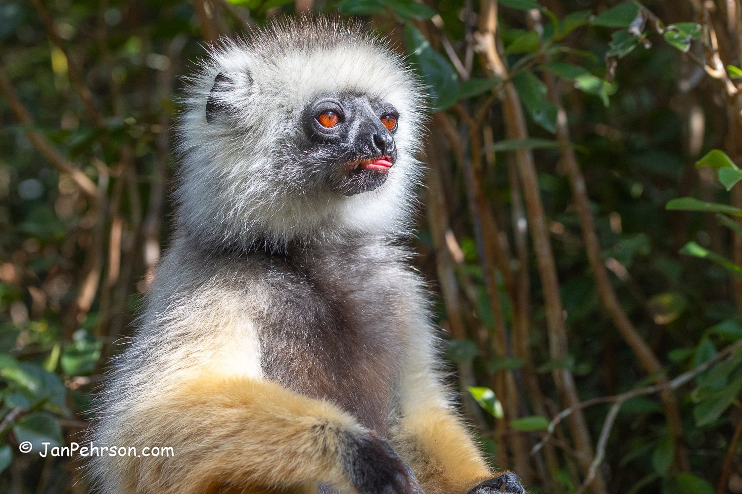 Analamazautra Park, Madagascar. Diademed Sifaka (Dancing) Lemur 