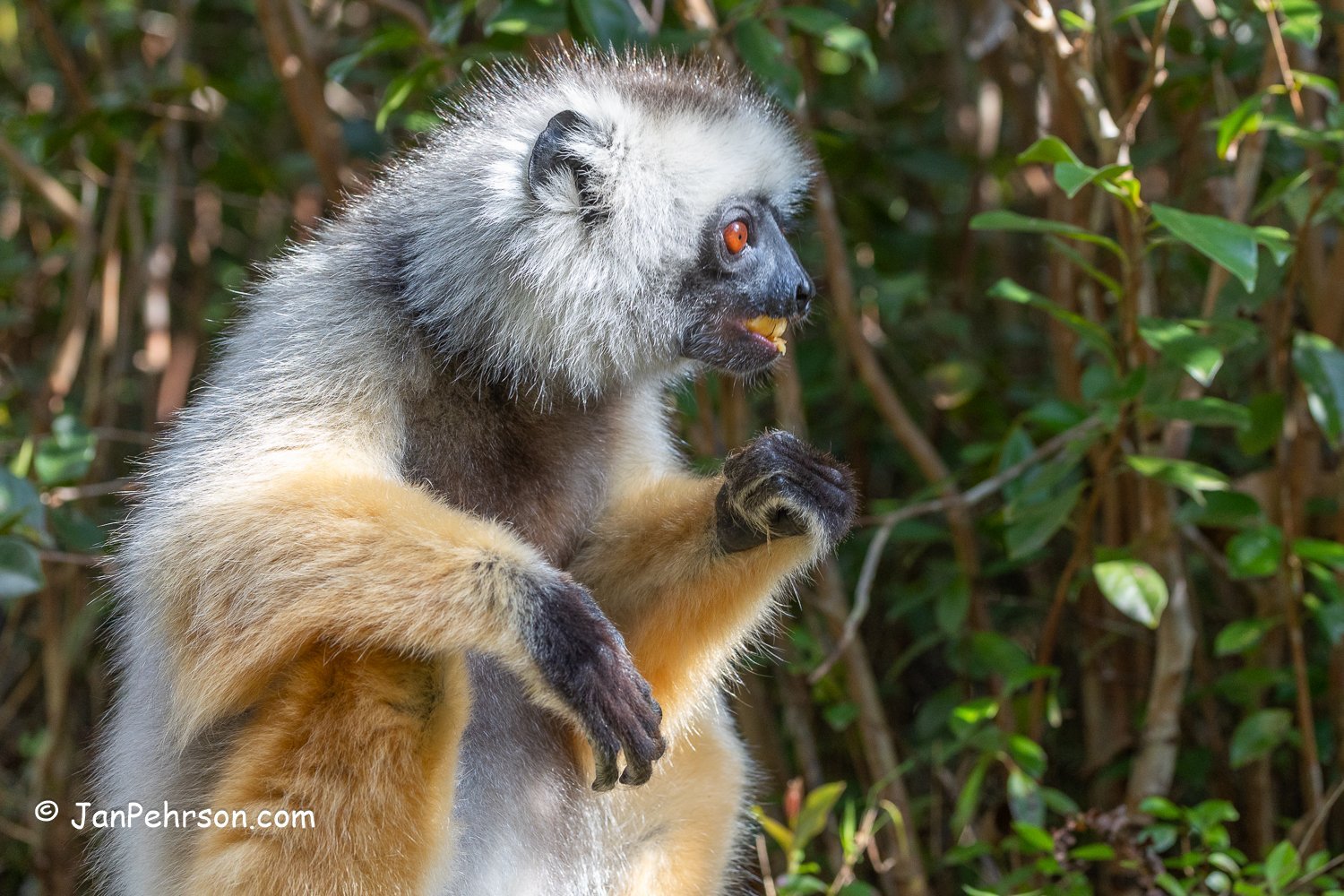 Analamazautra Park, Madagascar. Diademed Sifaka (Dancing) Lemur 