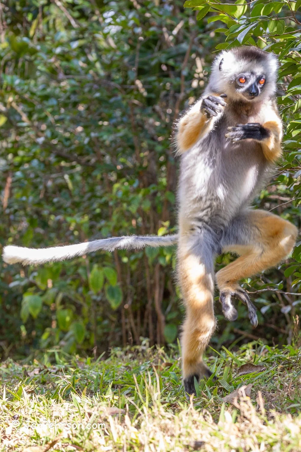 Analamazautra Park, Madagascar. Diademed Sifaka (Dancing) Lemur 