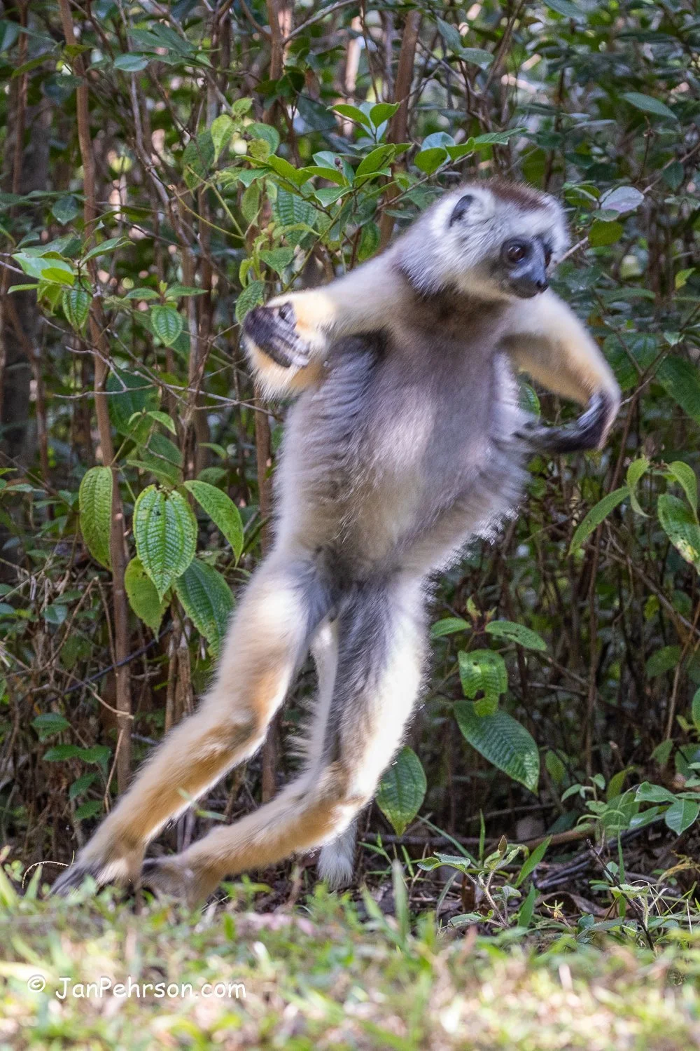 Analamazautra Park, Madagascar. Diademed Sifaka (Dancing) Lemur 