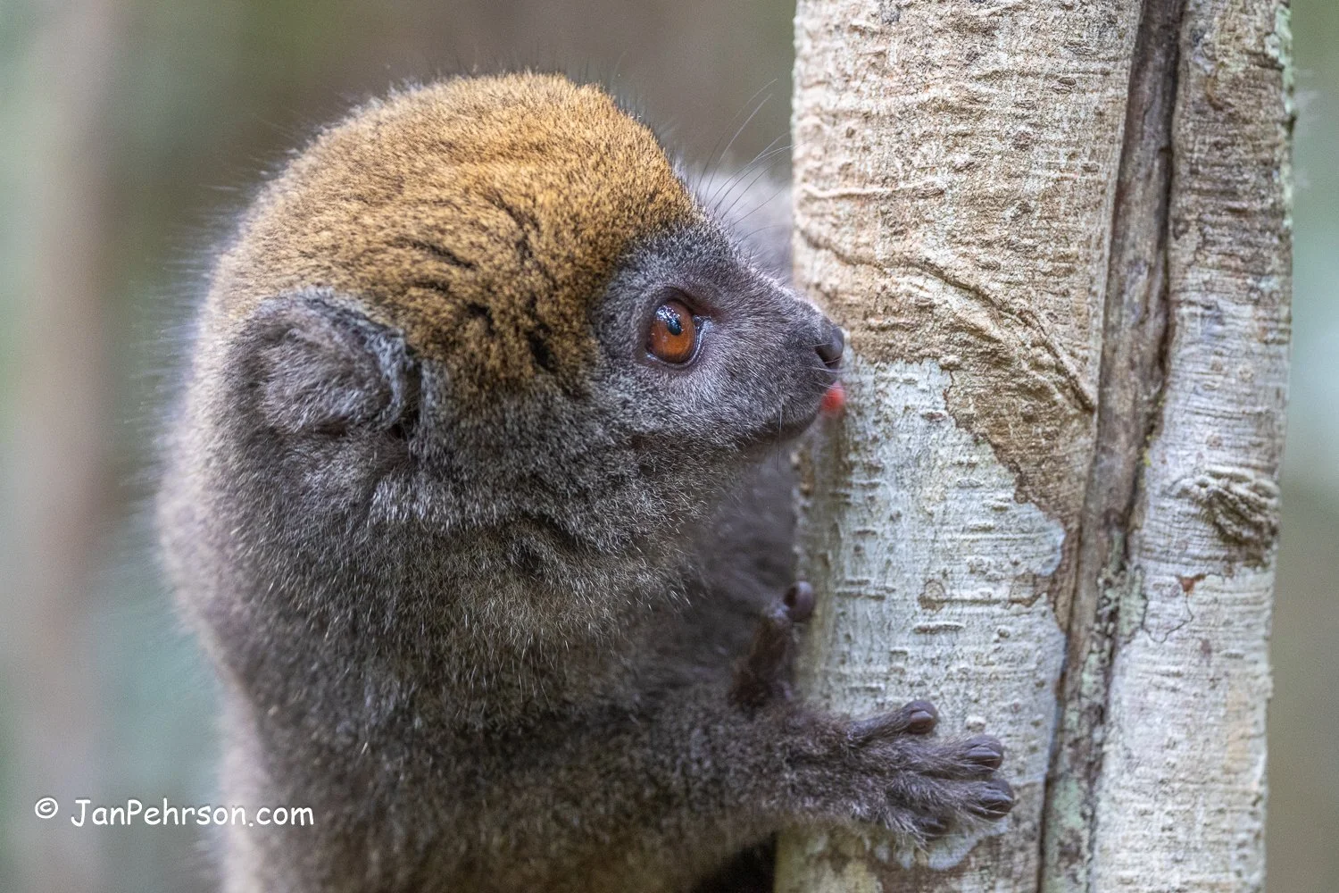 Andasibe Reserve, Madagascar. Bamboo Lemur