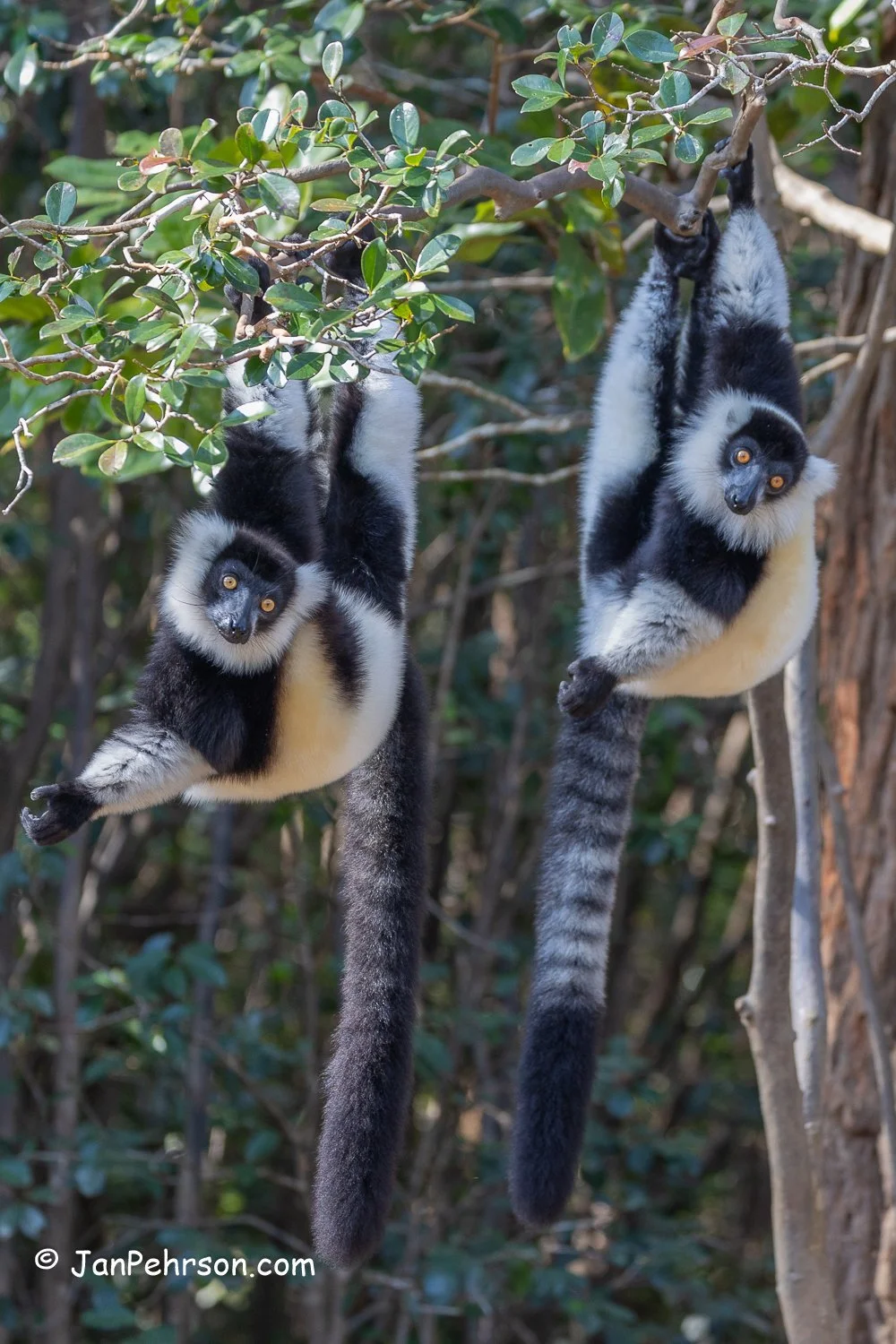Andasibe Reserve, Madagascar. Black and White Ruffed Lemur