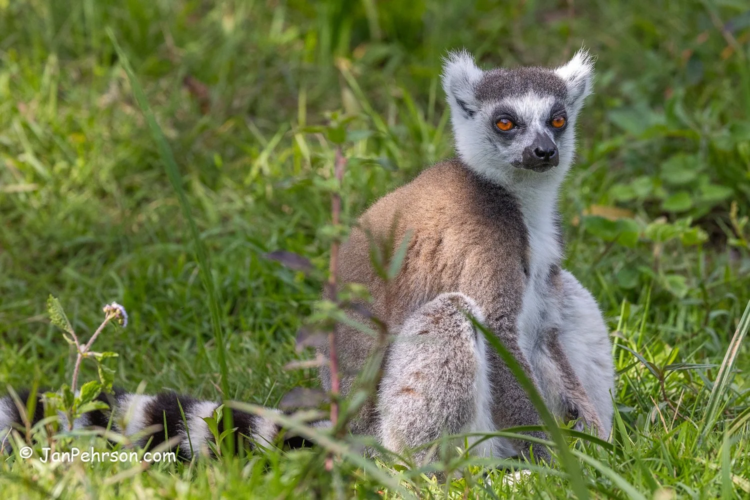 Andasibe Reserve. Ringtail Lemur (as King Julian in the Madagascar movie)