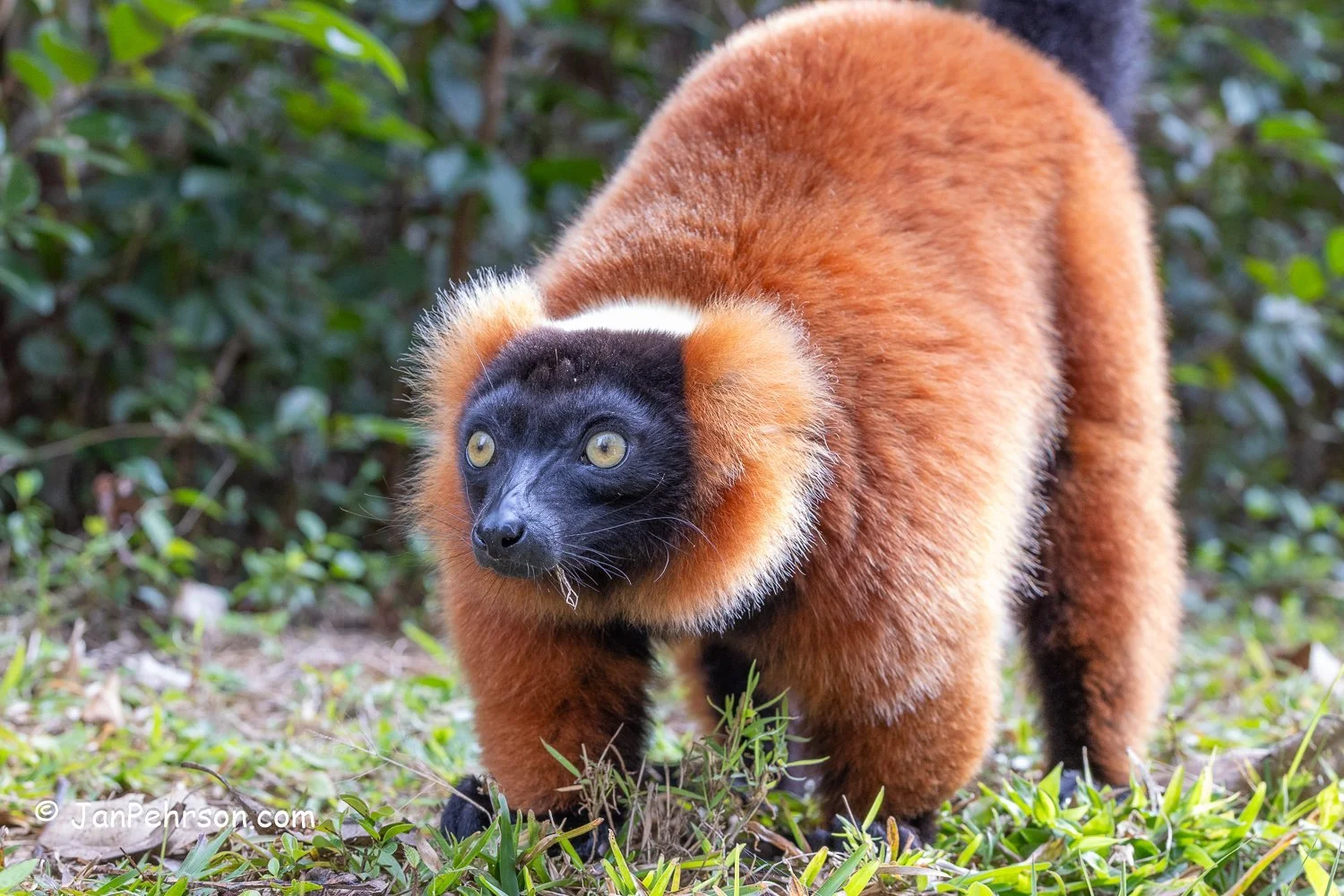Andasibe Reserve, Madagascar. Red Ruffed Lemur