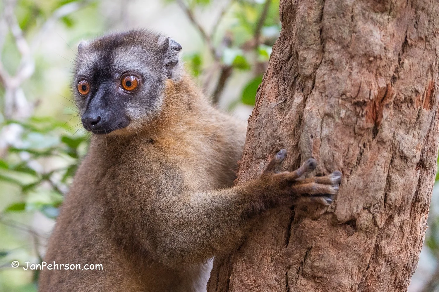 Andasibe Reserve, Madagascar. Comon Brown Lemur