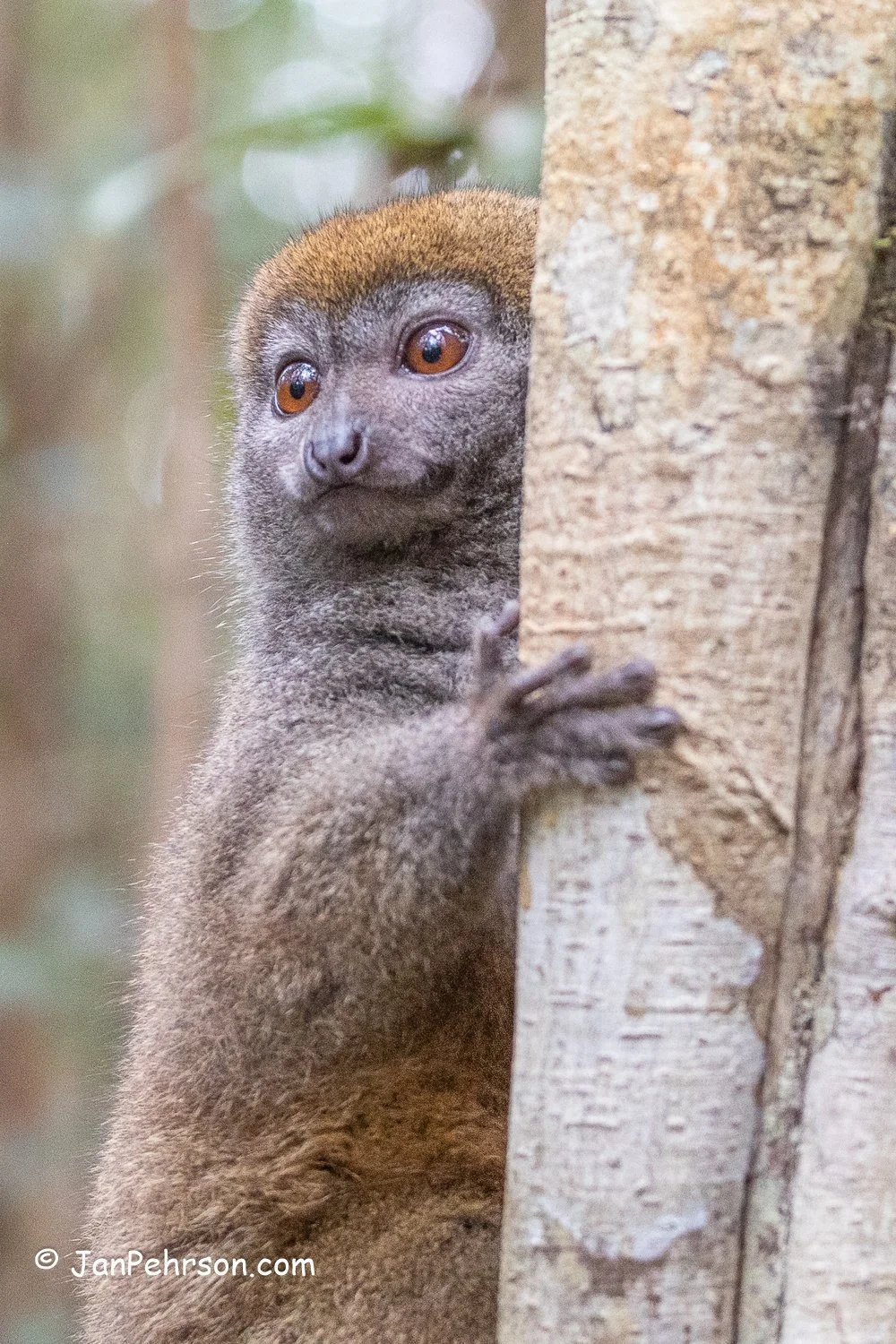 Andasibe Reserve, Madagascar. Bamboo Lemur