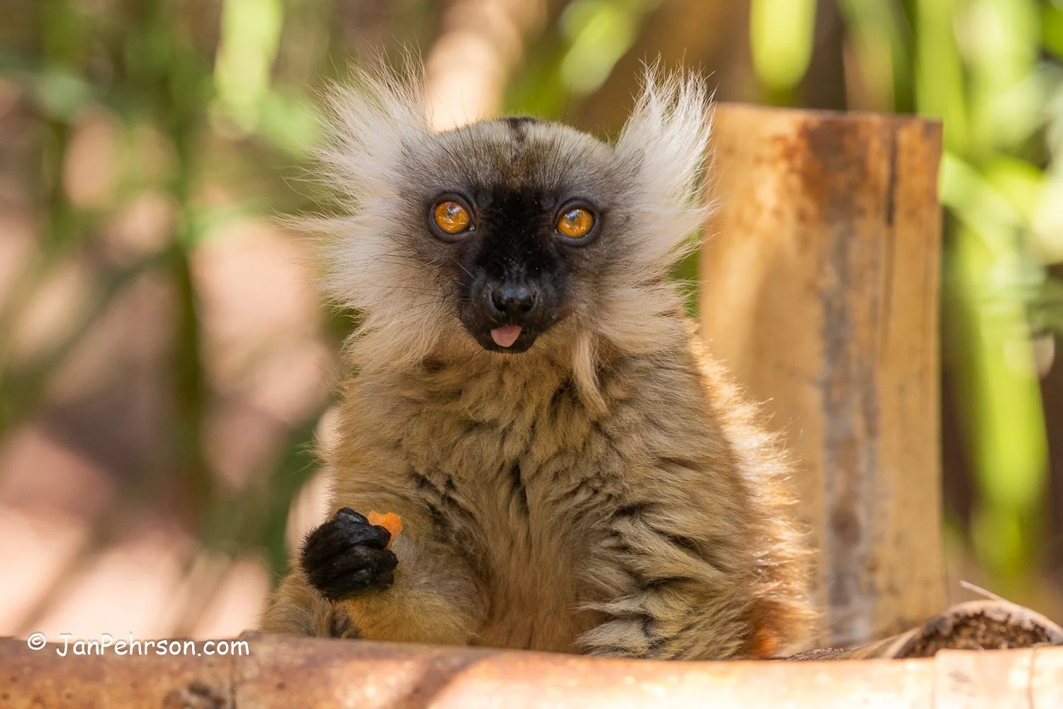 Lemurs Park, Madagascar. Macaco Lemur (or Black Lemur)