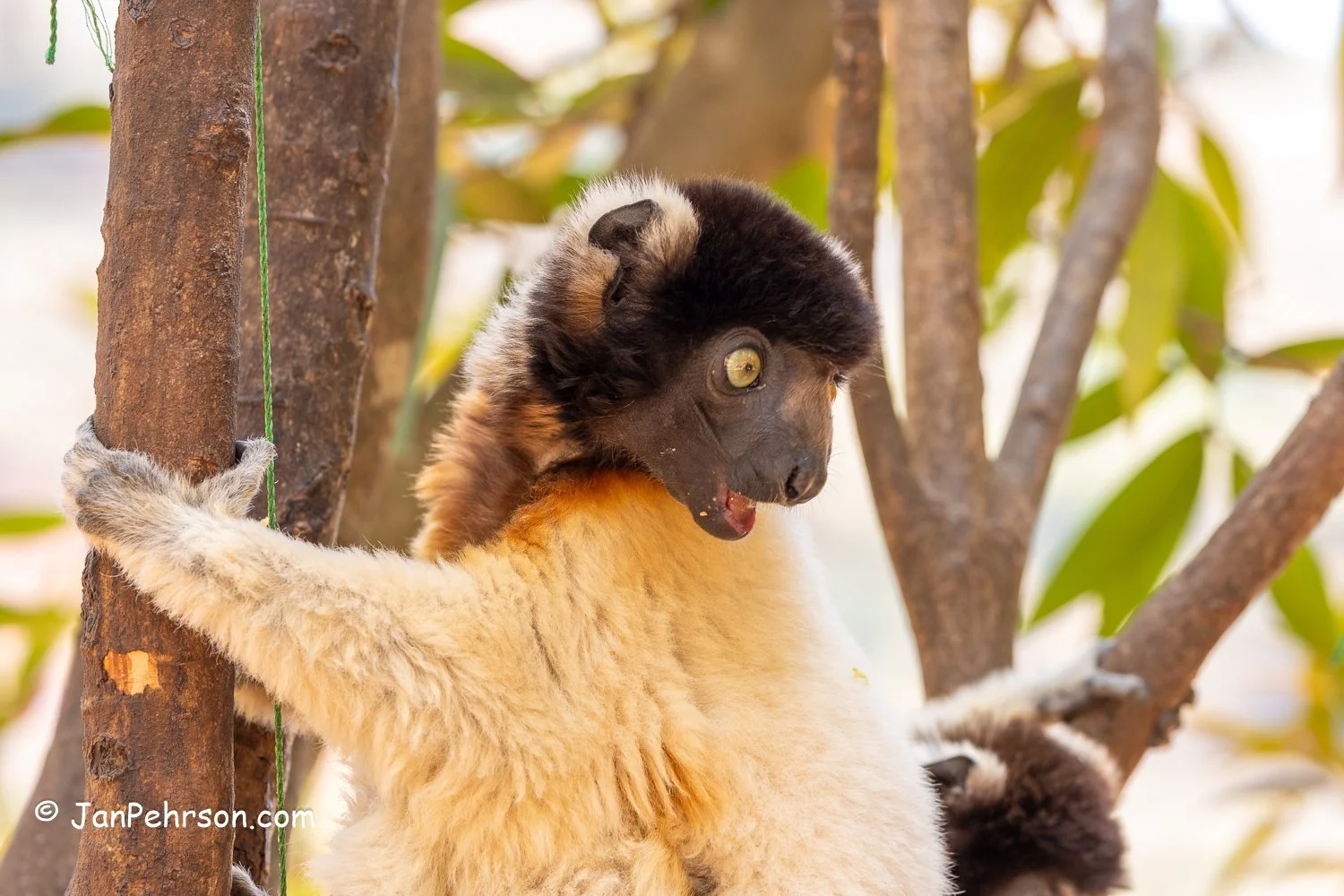 Lemurs Park, Madagascar. Crowned Sifaka Lemur (Dancing)