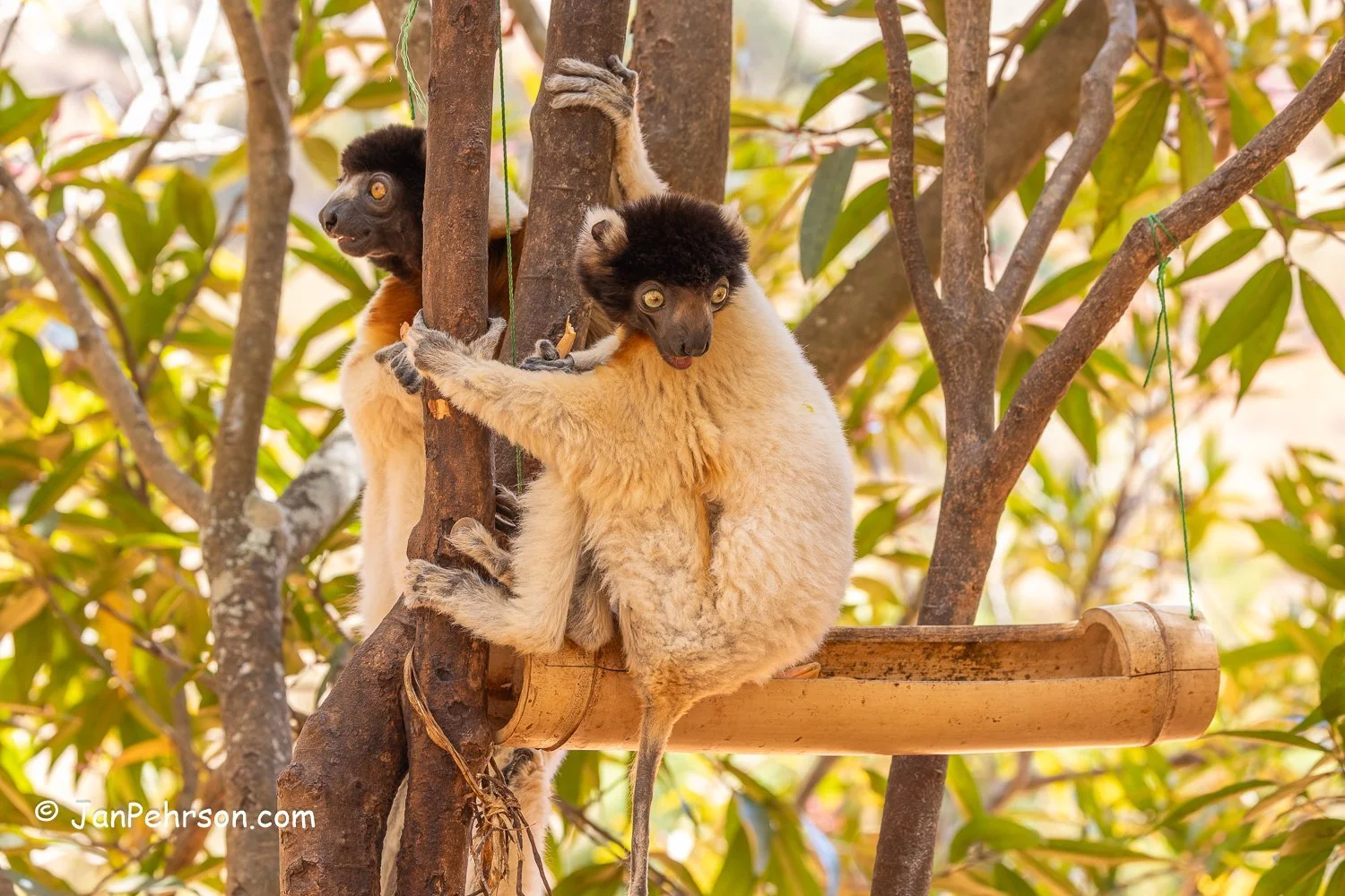 Lemurs Park, Madagascar. Crowned Sifaka Lemur (Dancing)