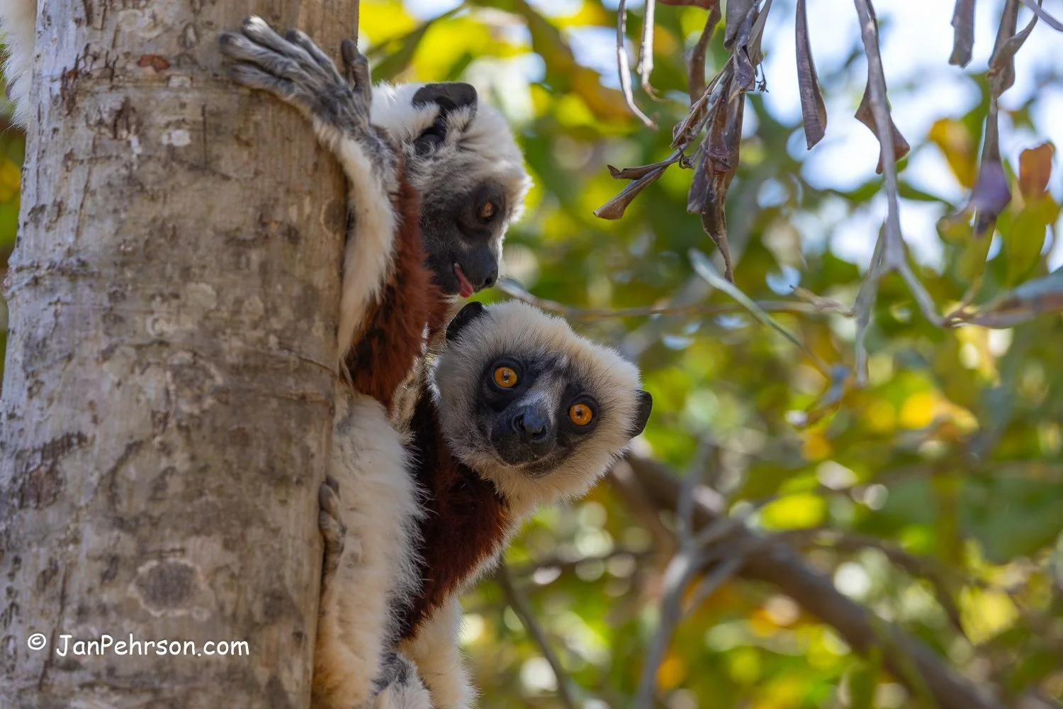 Lemurs Park, Madagascar. Coquerel Sifaka Lemur