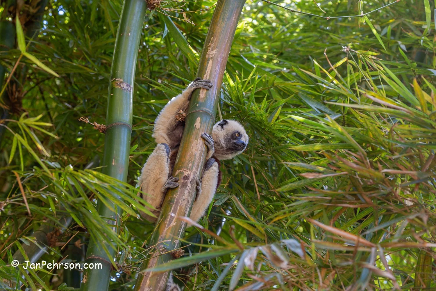 Lemurs Park, Madagascar. Coquerel Sifaka Lemur