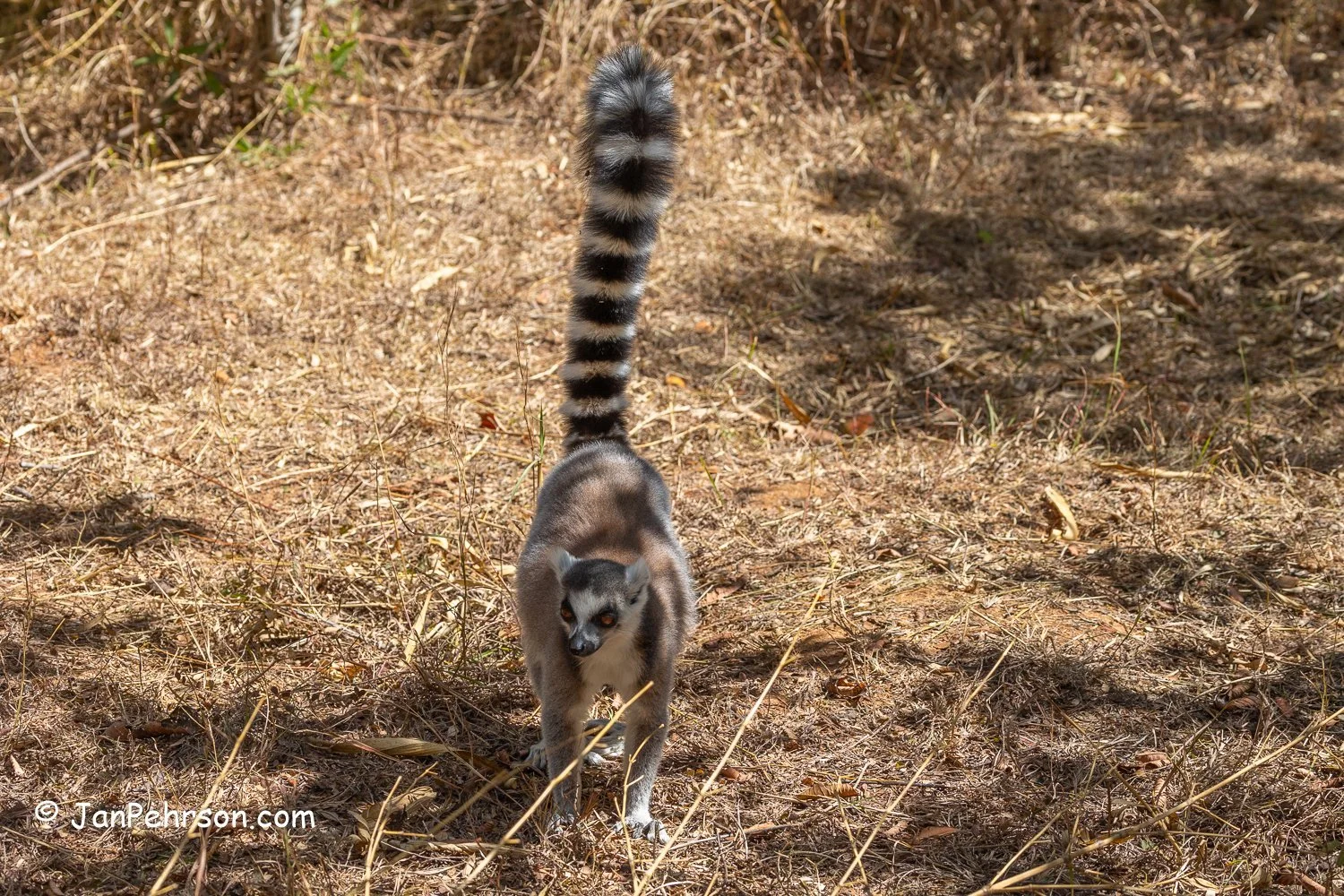 Lemurs Park, Madagascar. Ringtail Lemur (as King Julian in the Madagascar Movie)