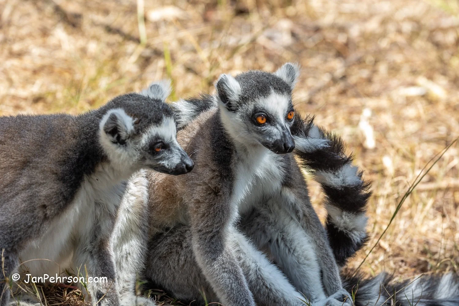 Lemurs Park, Madagascar. Ringtail Lemur (as King Julian in the Madagascar Movie)