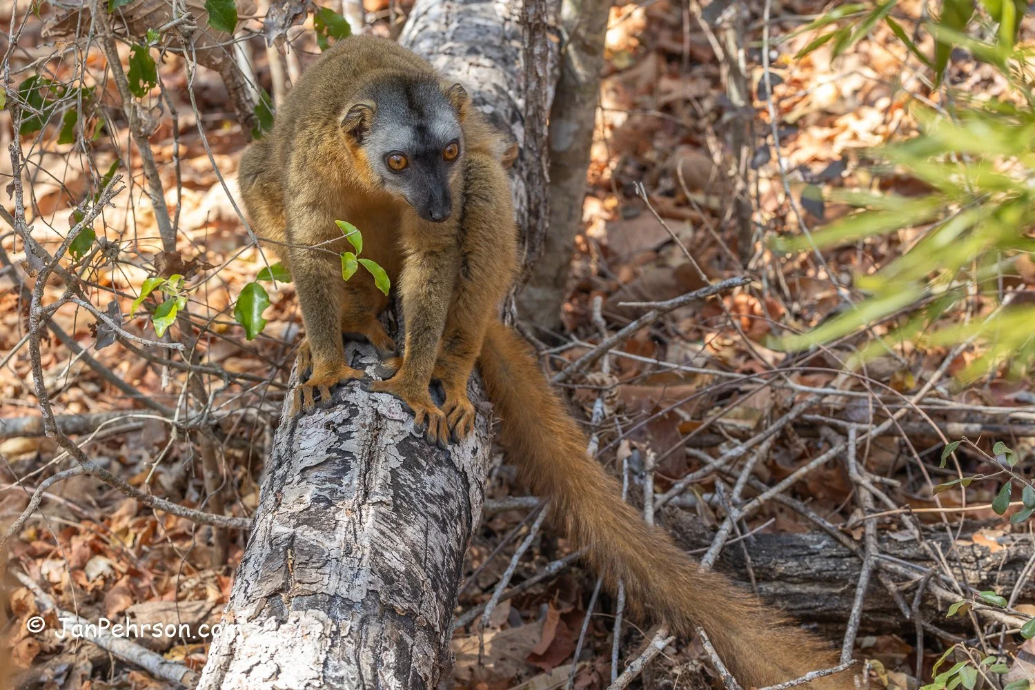 Lemurs Park, Madagascar. Common Brown Lemur