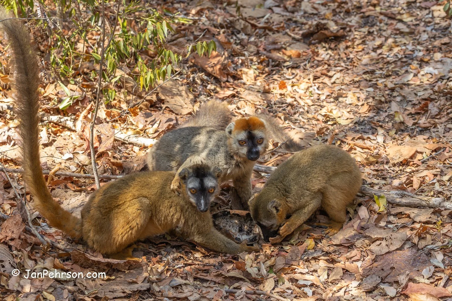 Lemurs Park, Madagascar. Common Brown Lemur