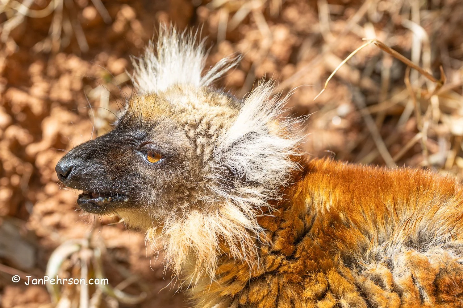 Lemurs Park, Madagascar. Female Macaco Lemur (or Black Lemur)