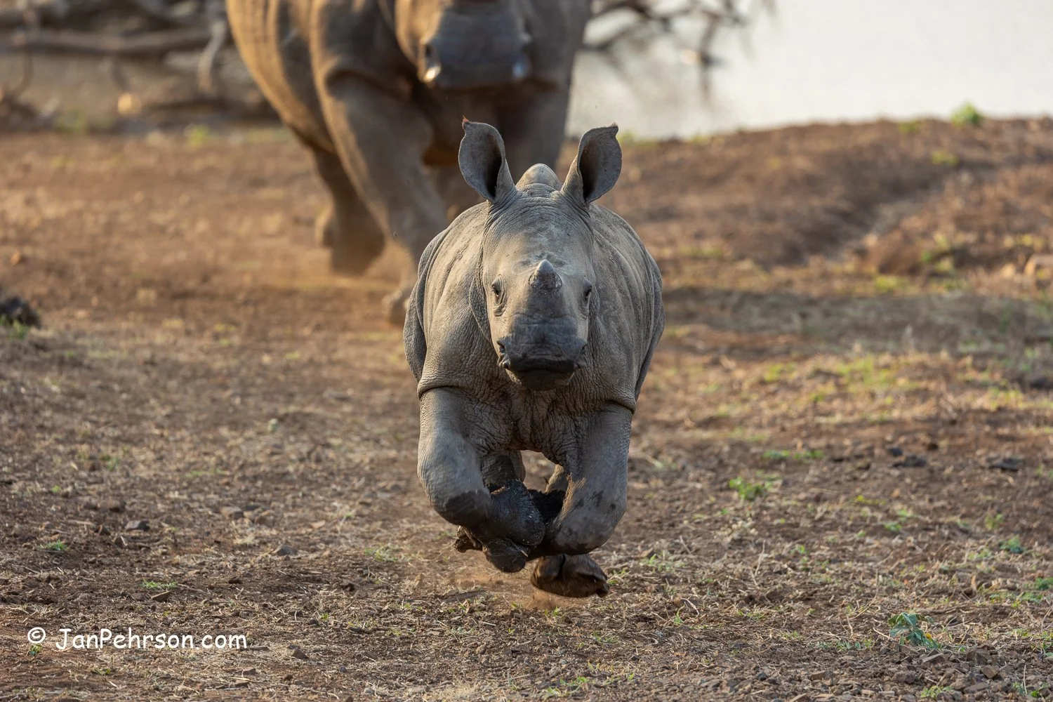 South Africa, Zulu Nyala Safari. Baby Rhino