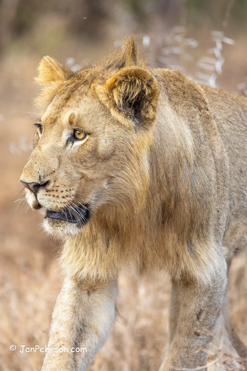 South Africa, Hluhluwe Umfolozi Park. Lion