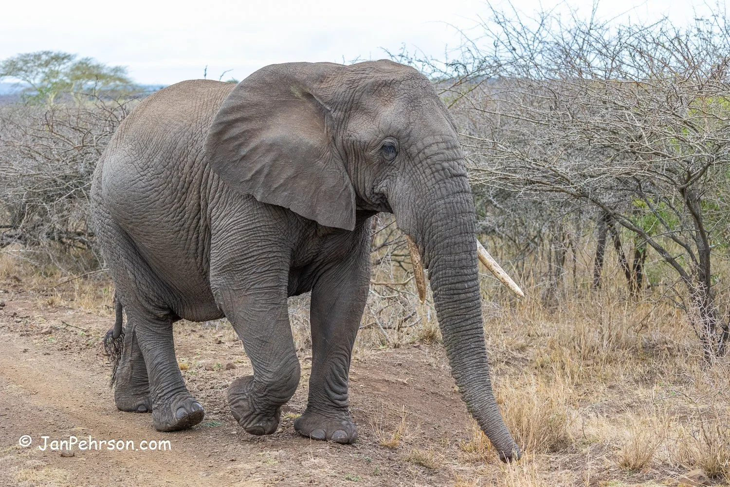 South Africa, Zulu Nyala Safari. Elephant