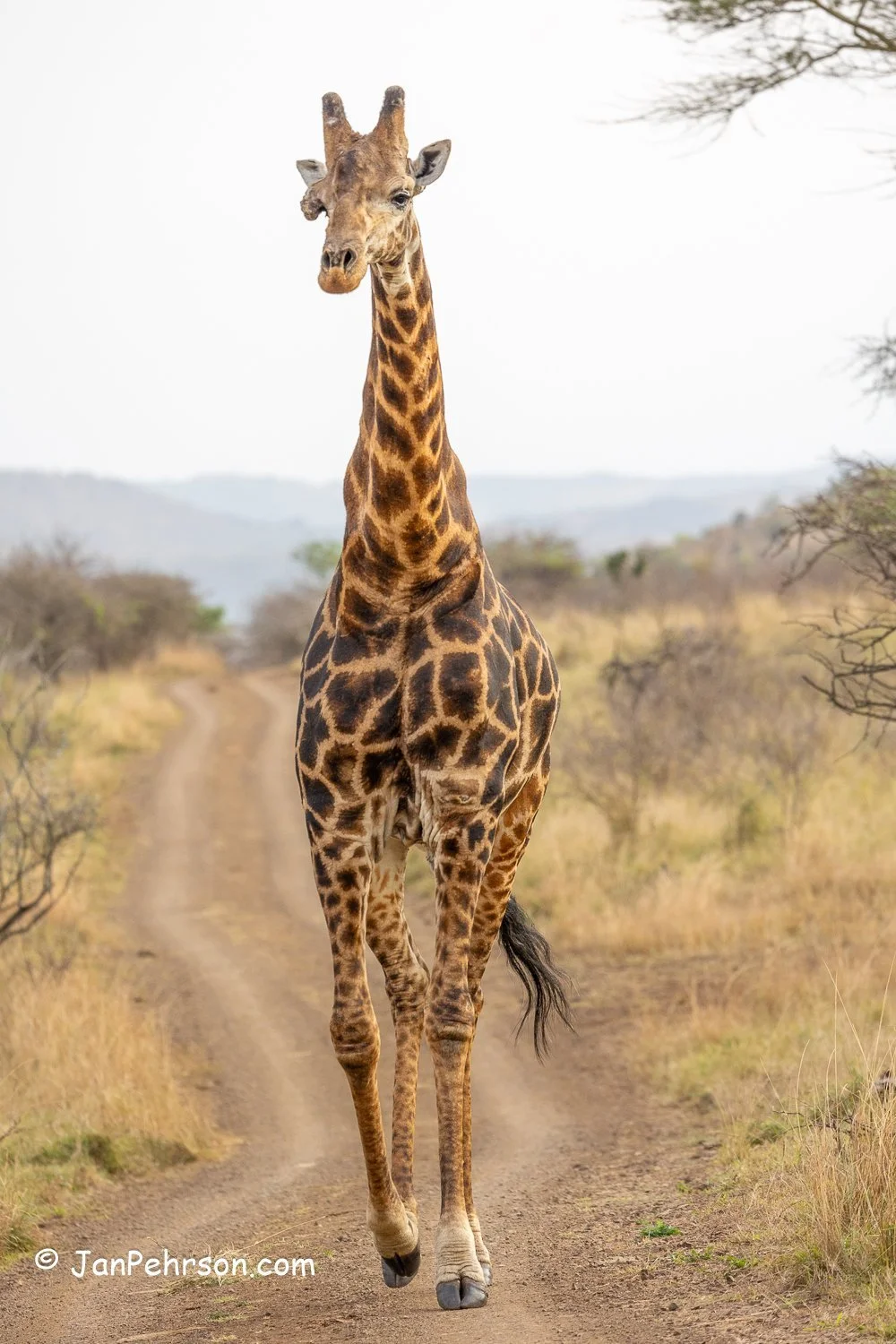 South Africa, Zulu Nyala Safari. Giraffe