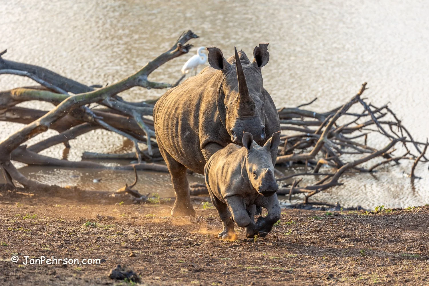 South Africa, Zulu Nyala Safari. Rhino