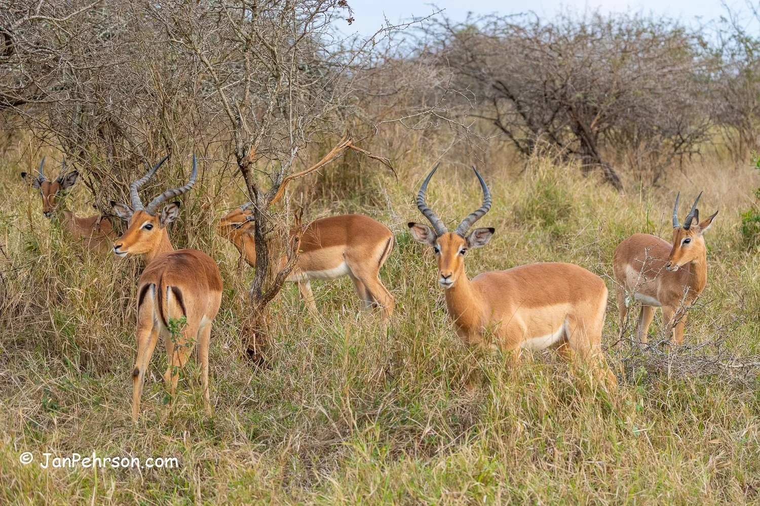 South Africa, Zulu Nyala Safari. Impala