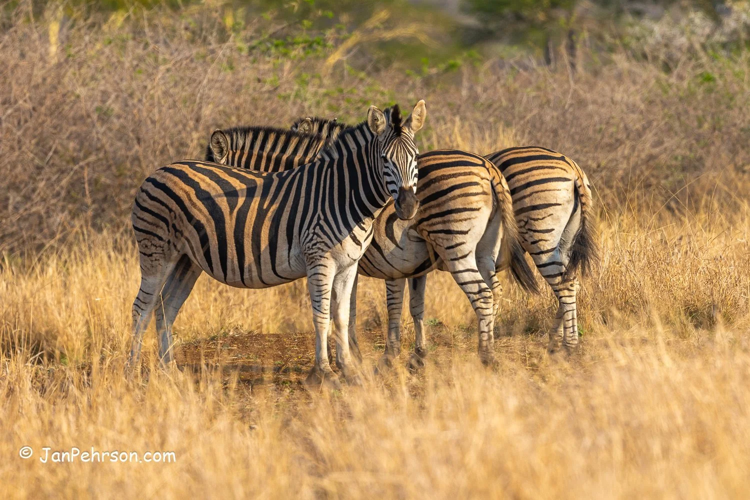South Africa, Zulu Nyala Safari. Zebra