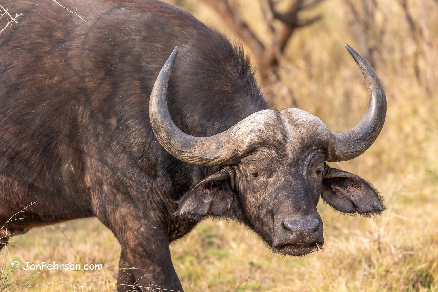 South Africa, Zulu Nyala Safari. Cape Buffalo