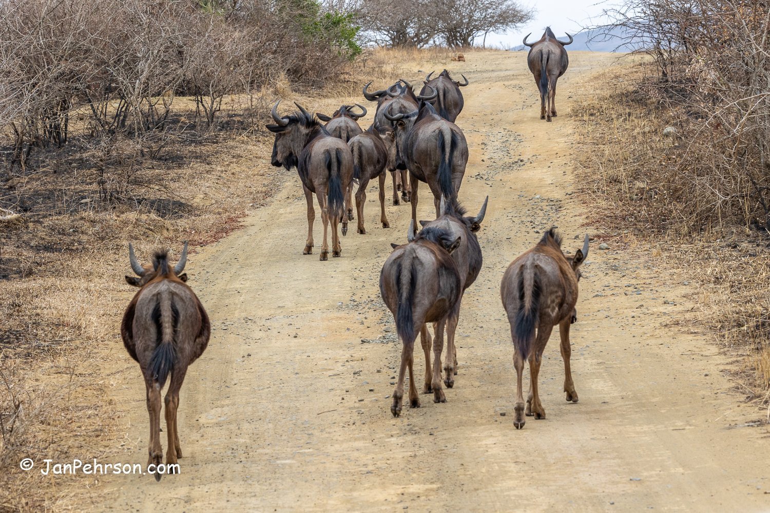 South Africa, Zulu Nyala Safari. Blue Wildebeest
