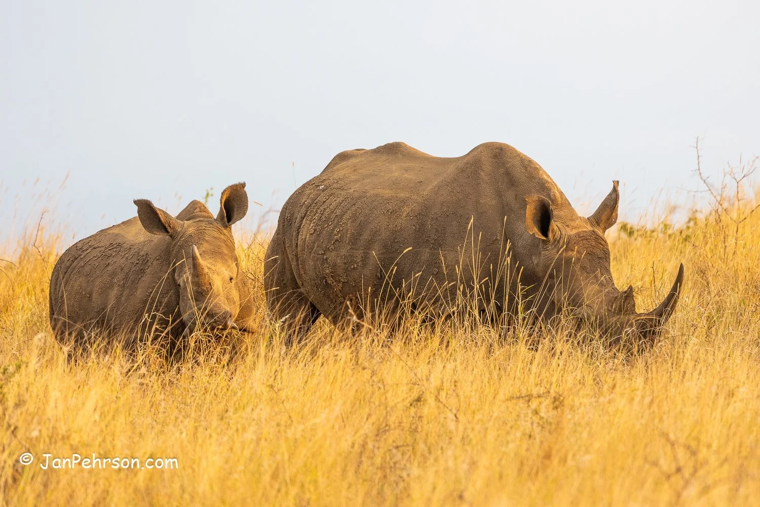South Africa, Zulu Nyala Safari. Rhino
