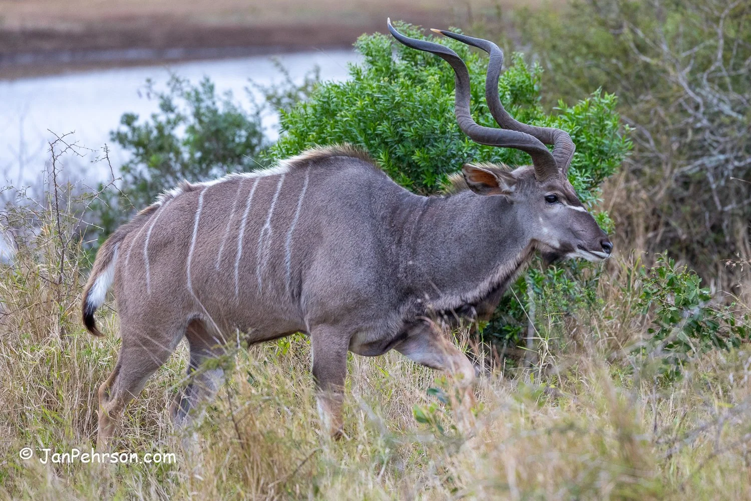 South Africa, Zulu Nyala Safari. Kudo