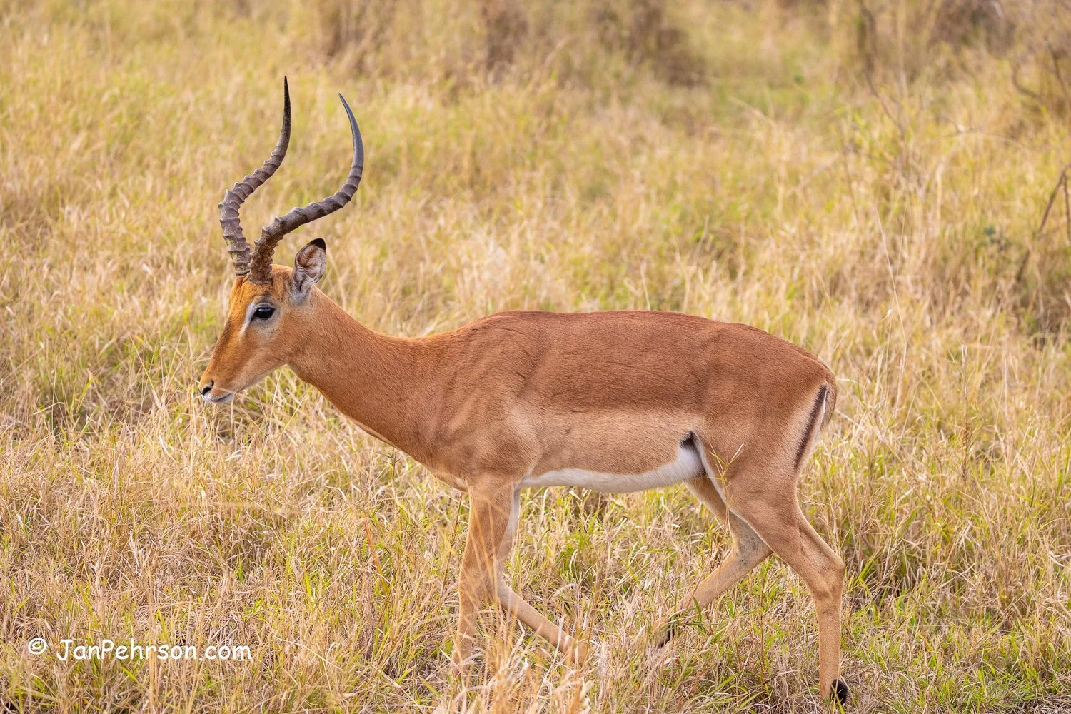 South Africa, Zulu Nyala Safari. Impala