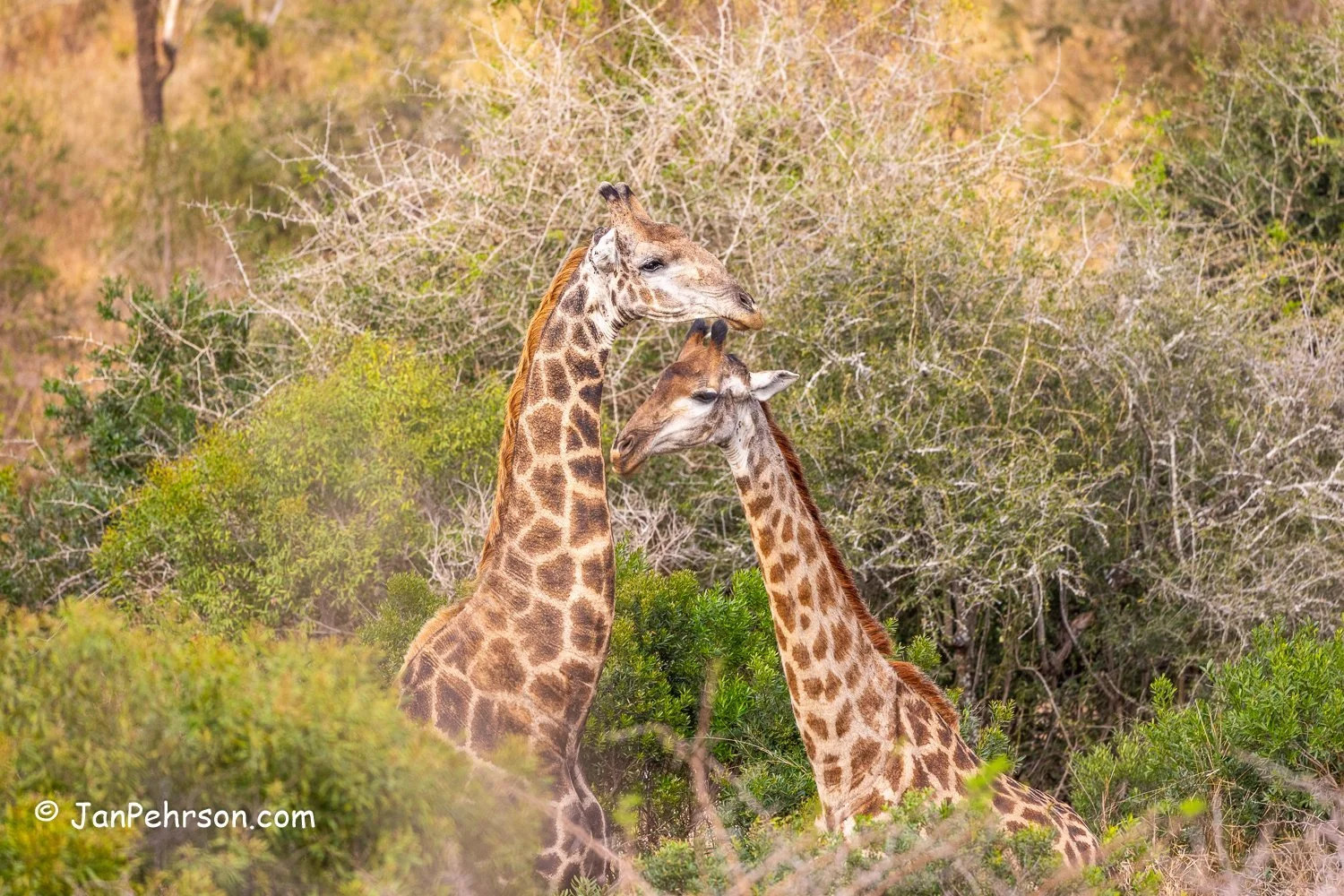 South Africa, Zulu Nyala Safari. Giraffe