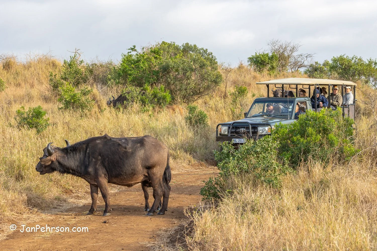 South Africa, Zulu Nyala Safari. Blue Wildebeest