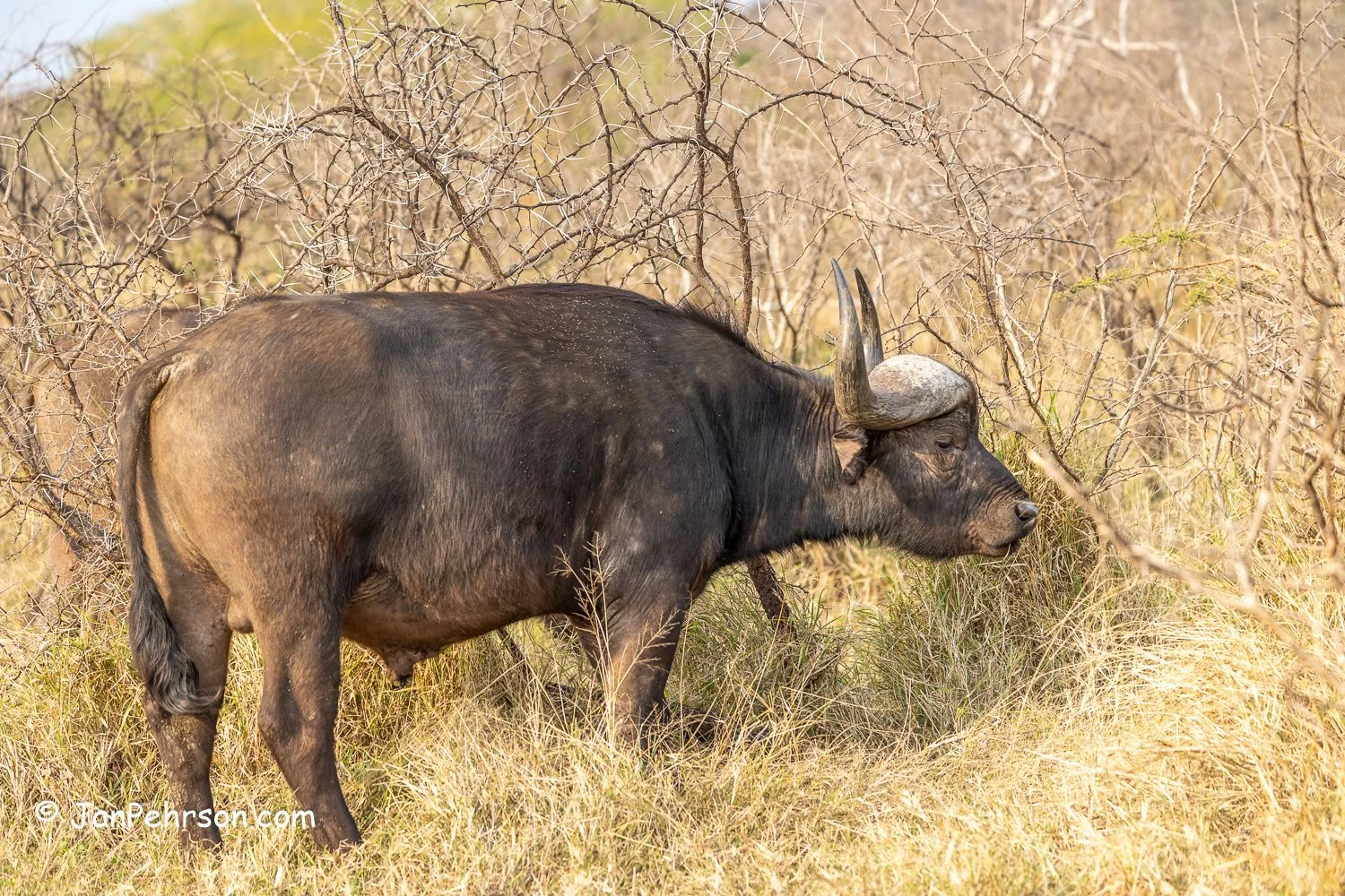 South Africa, Zulu Nyala Safari. Cape Buffalo
