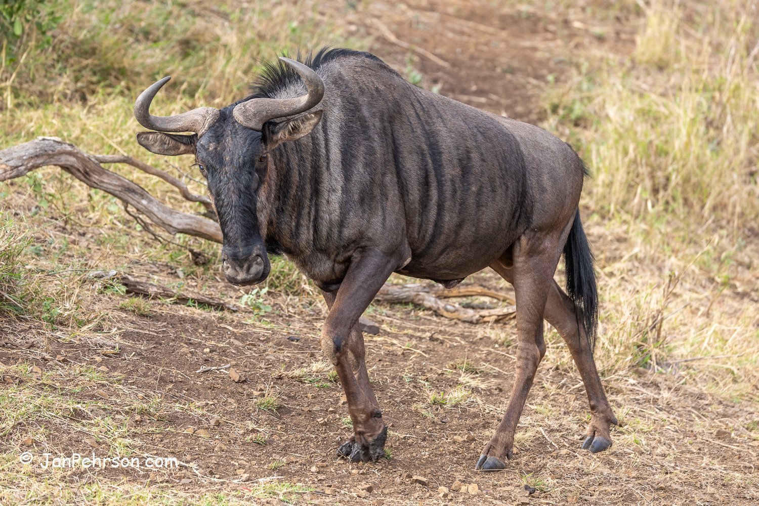 South Africa, Zulu Nyala Safari. Blue Wildebeest