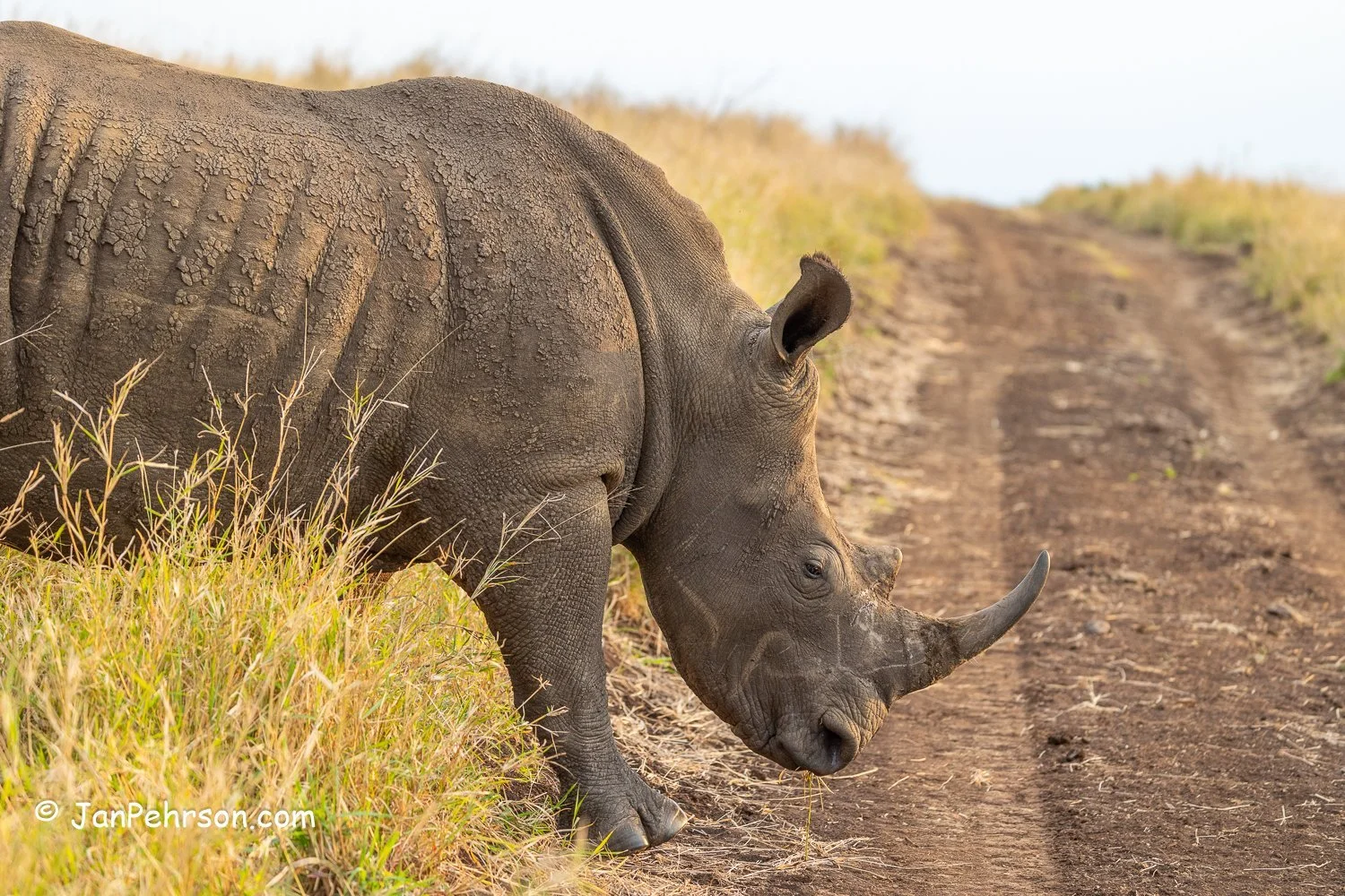 South Africa, Zulu Nyala Safari. Rhino