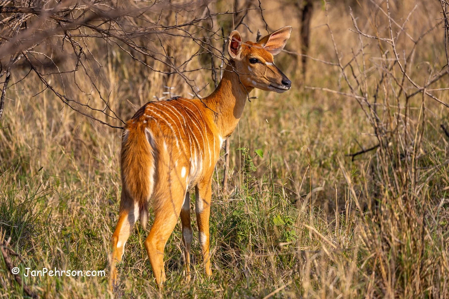 South Africa, Zulu Nyala Safari. Nyala