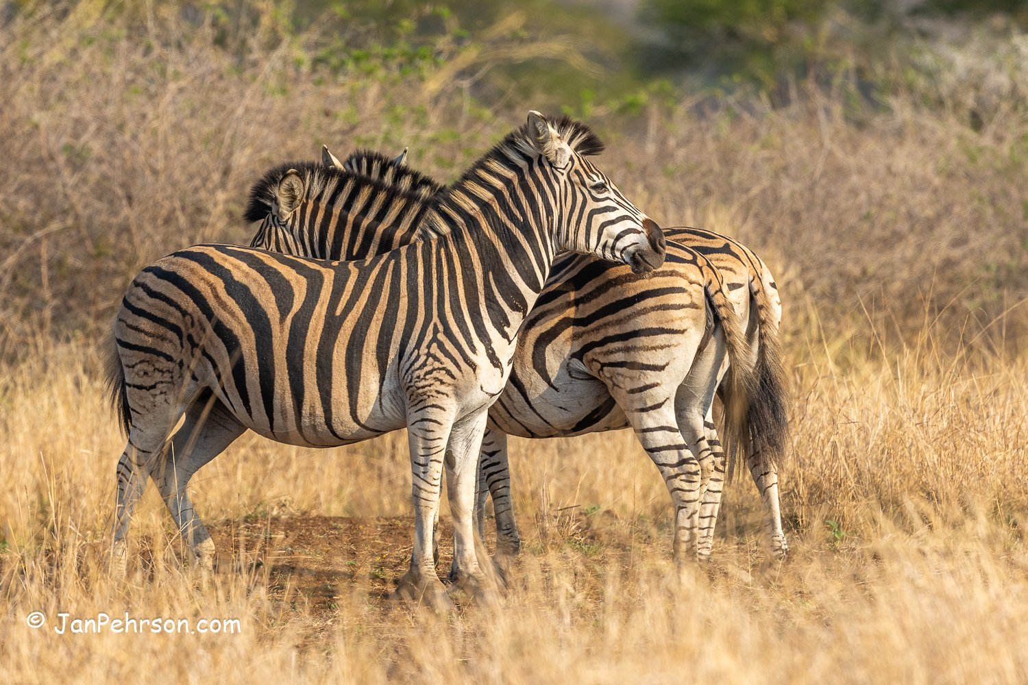 South Africa, Zulu Nyala Safari. Zebra