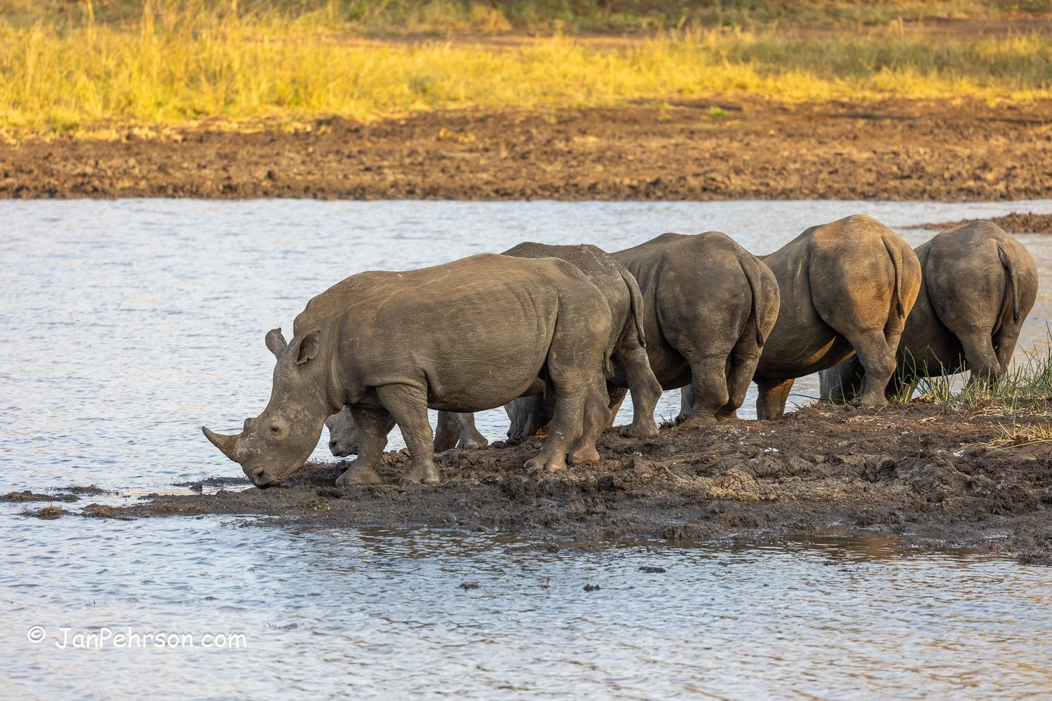 South Africa, Zulu Nyala Safari. Rhino