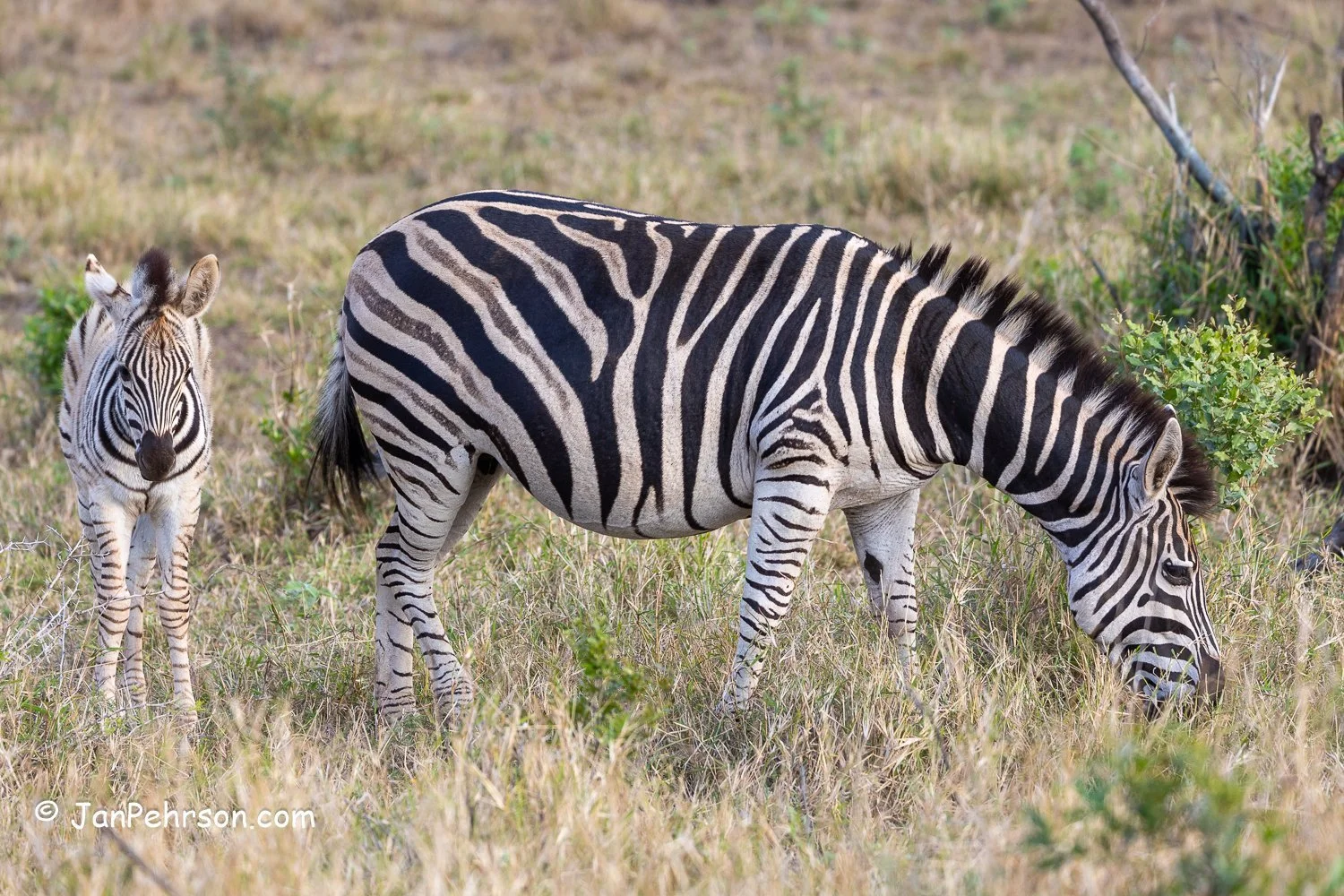 South Africa, Zulu Nyala Safari. Zebra