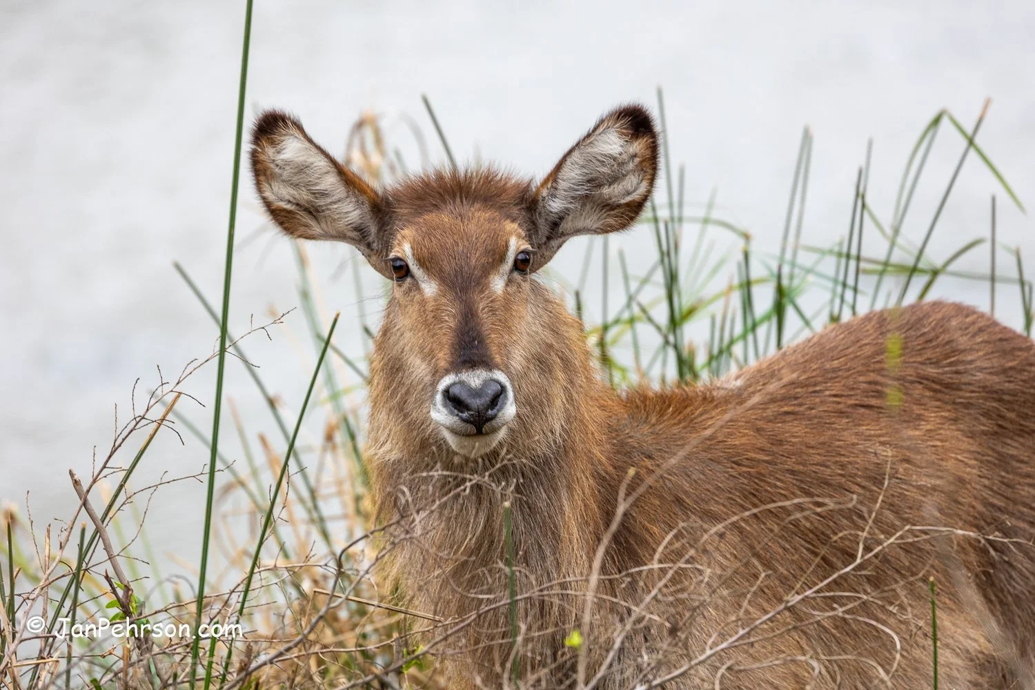South Africa, Zulu Nyala Safari. Water Buck