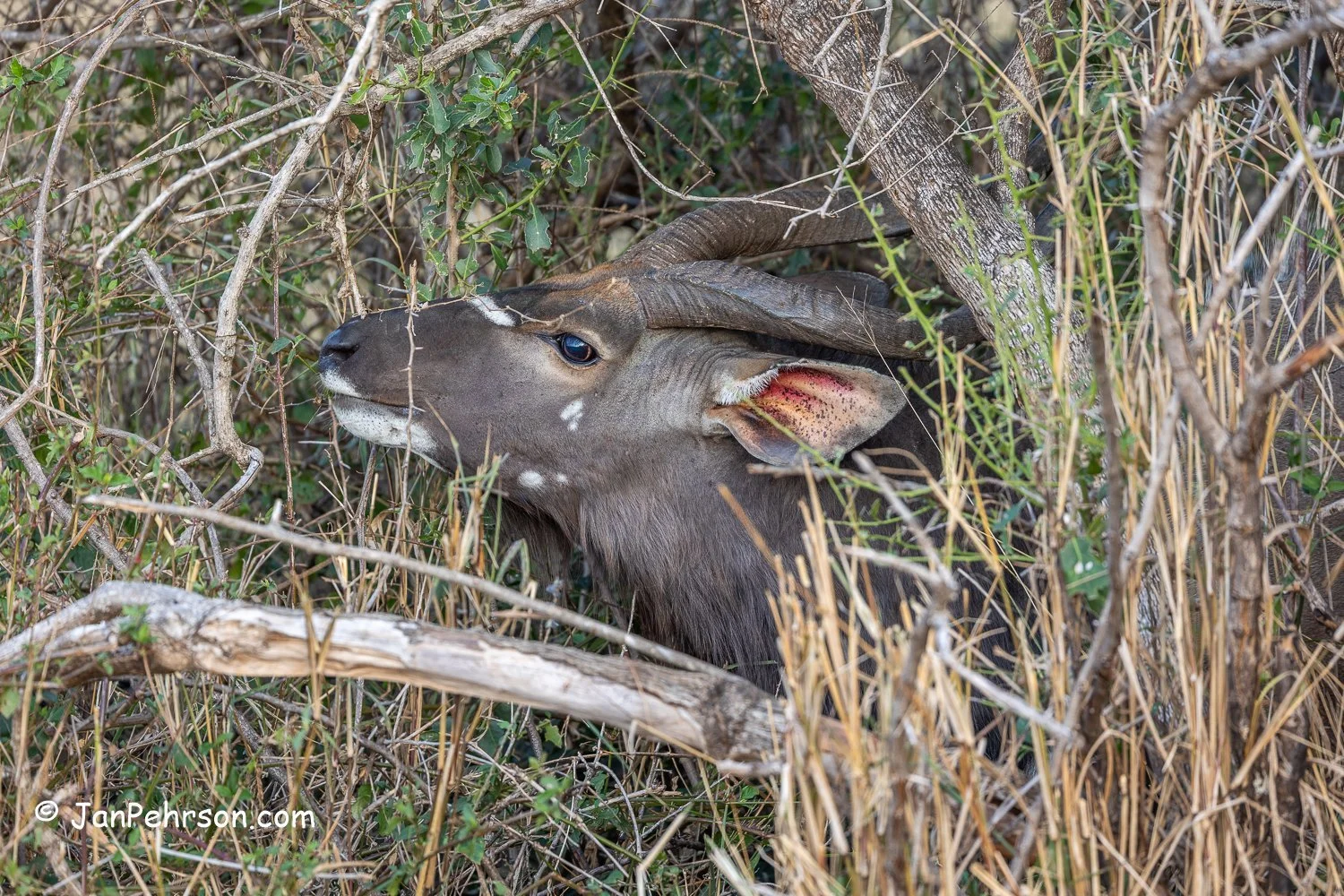 South Africa, Zulu Nyala Safari. Nyala