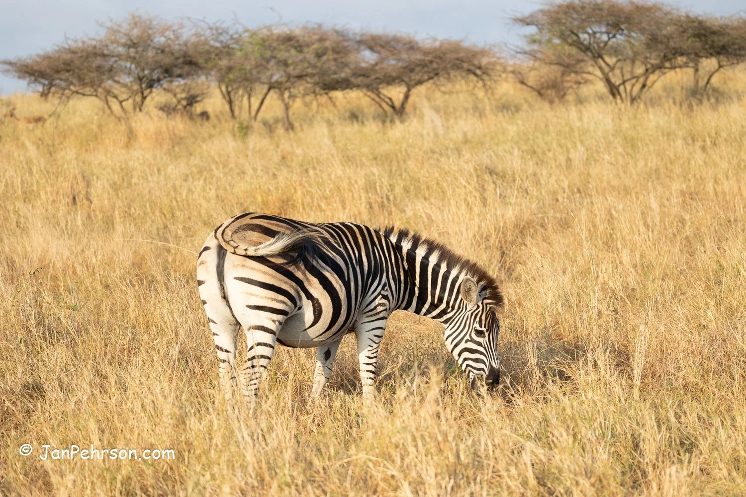 South Africa, Zulu Nyala Safari. Zebra