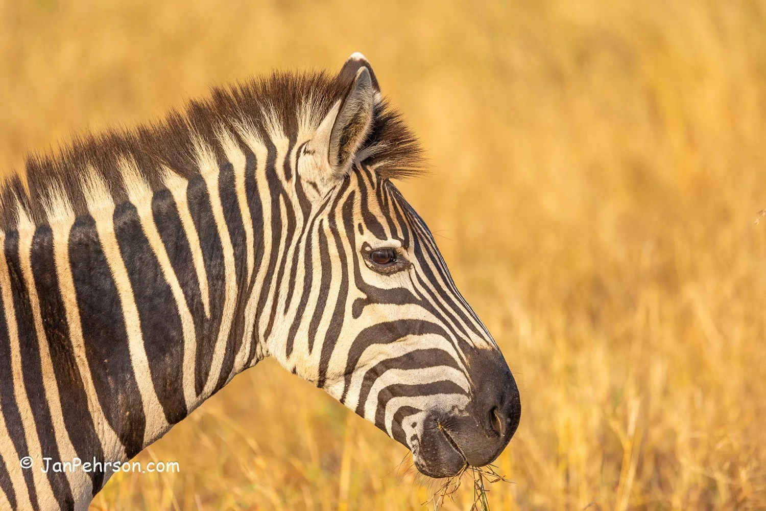 South Africa, Zulu Nyala Safari. Zebra