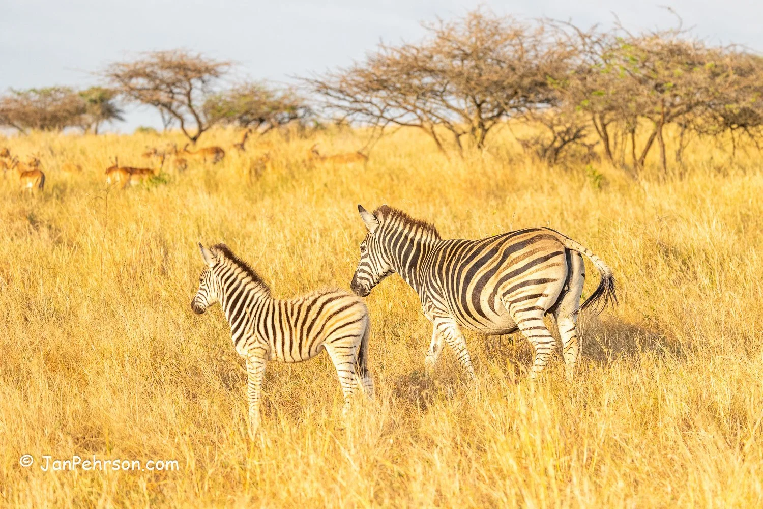 South Africa, Zulu Nyala Safari. Zebra