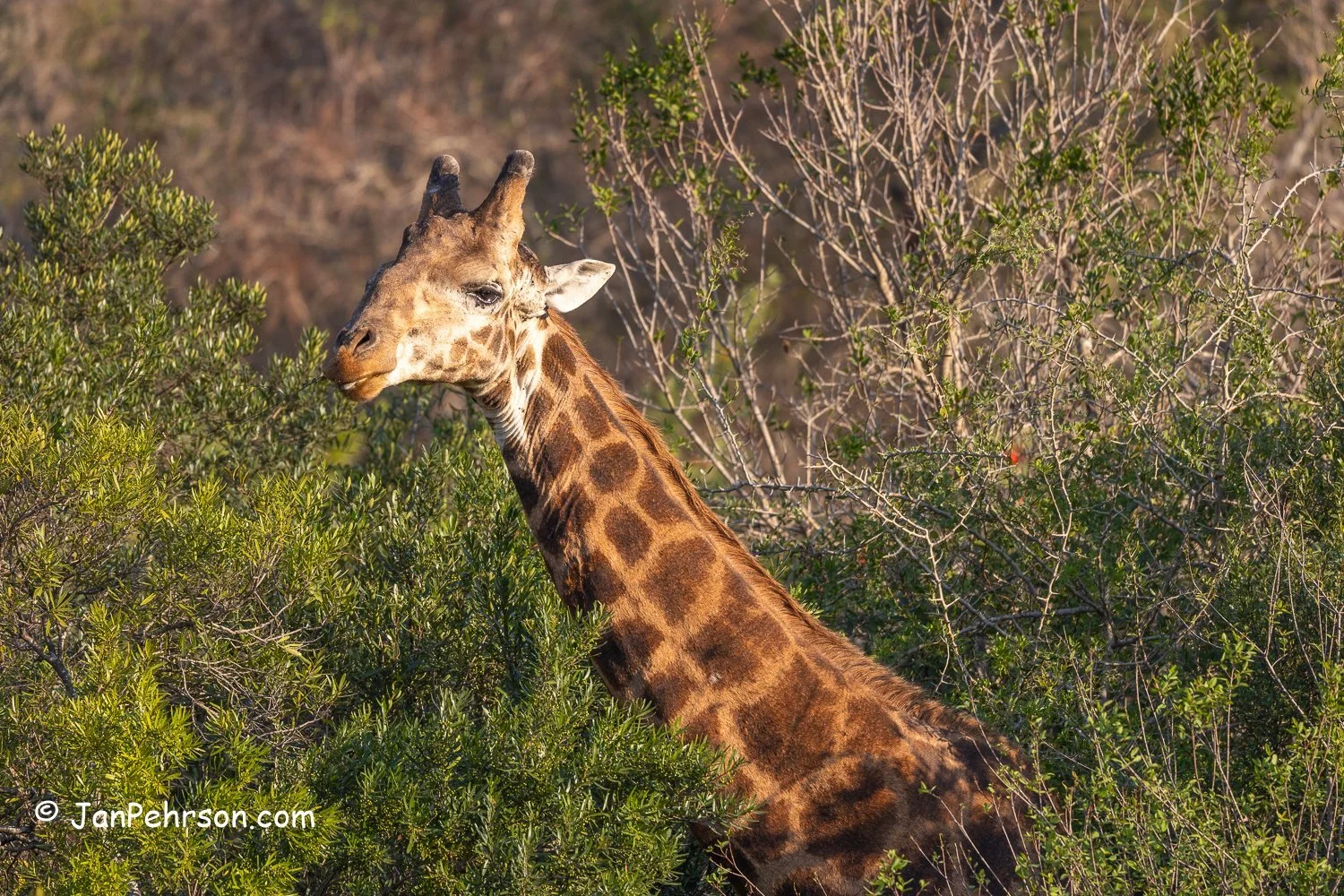 South Africa, Zulu Nyala Safari. Giraffe