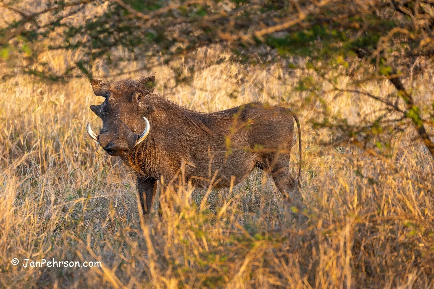 South Africa, Zulu Nyala Safari. Wart Hog