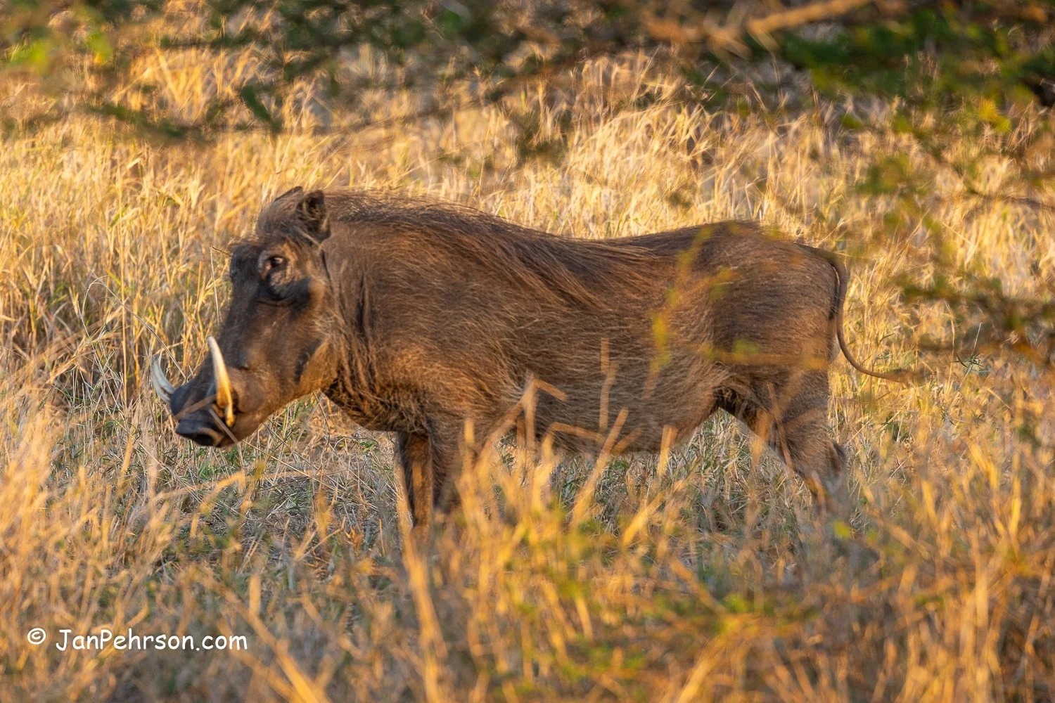 South Africa, Zulu Nyala Safari. Wart Hog