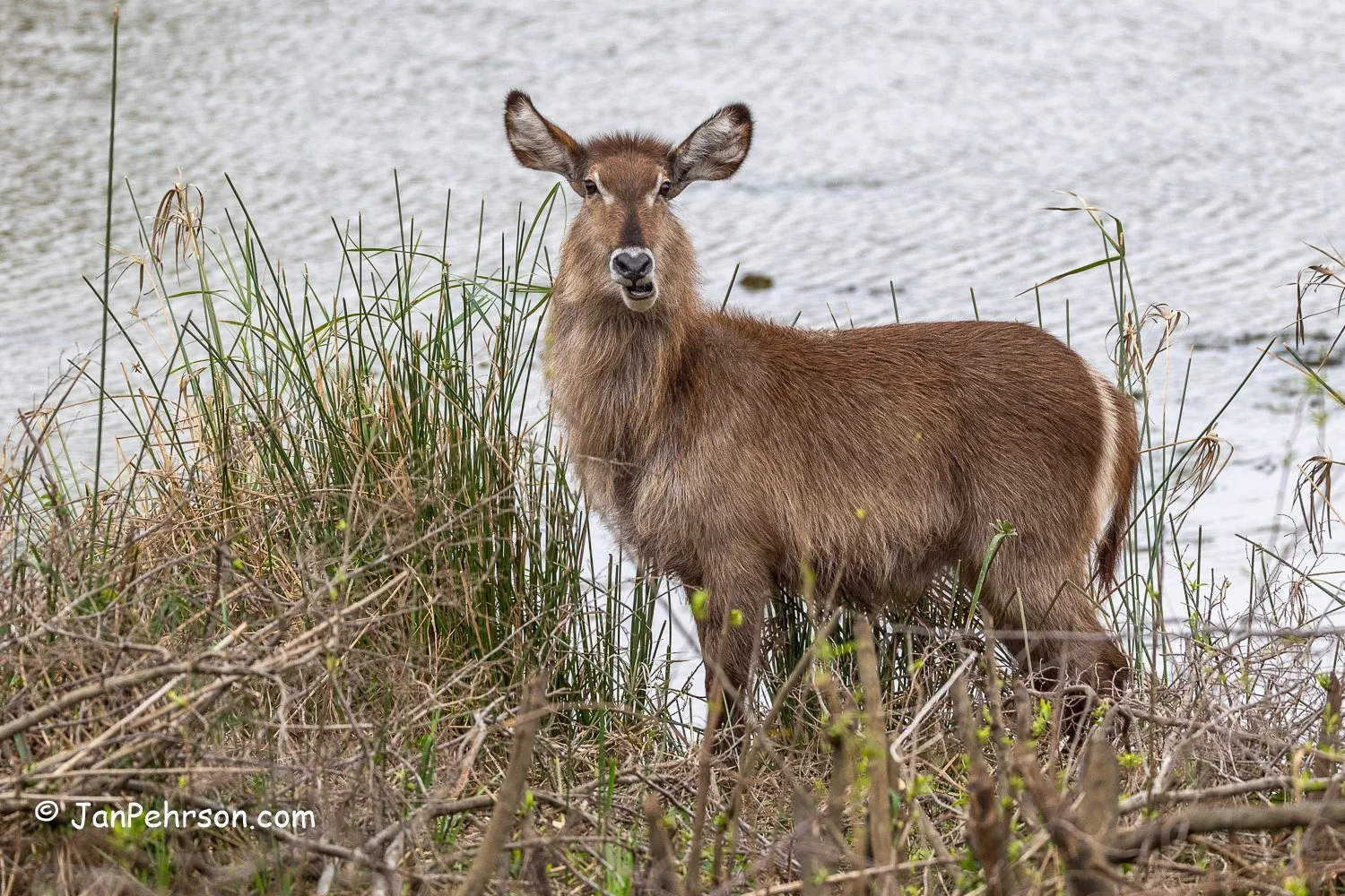 South Africa, Zulu Nyala Safari. Water Buck